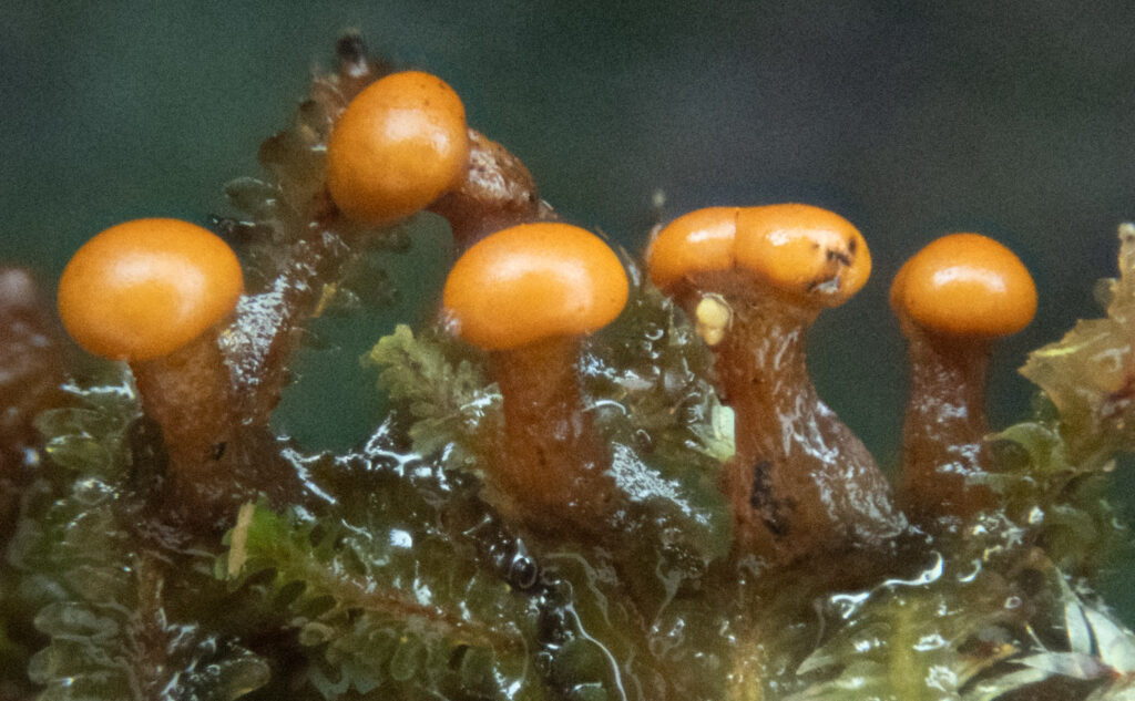 Slime Mold (Diderma tigrinum)