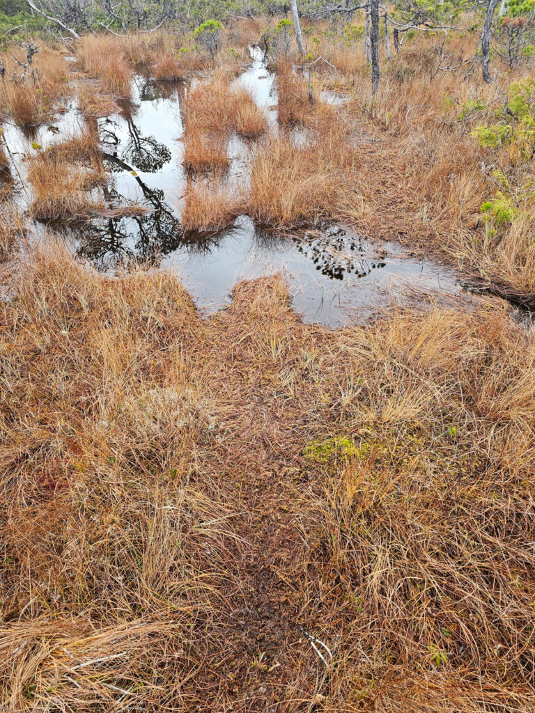 River Otter Trail through Bog