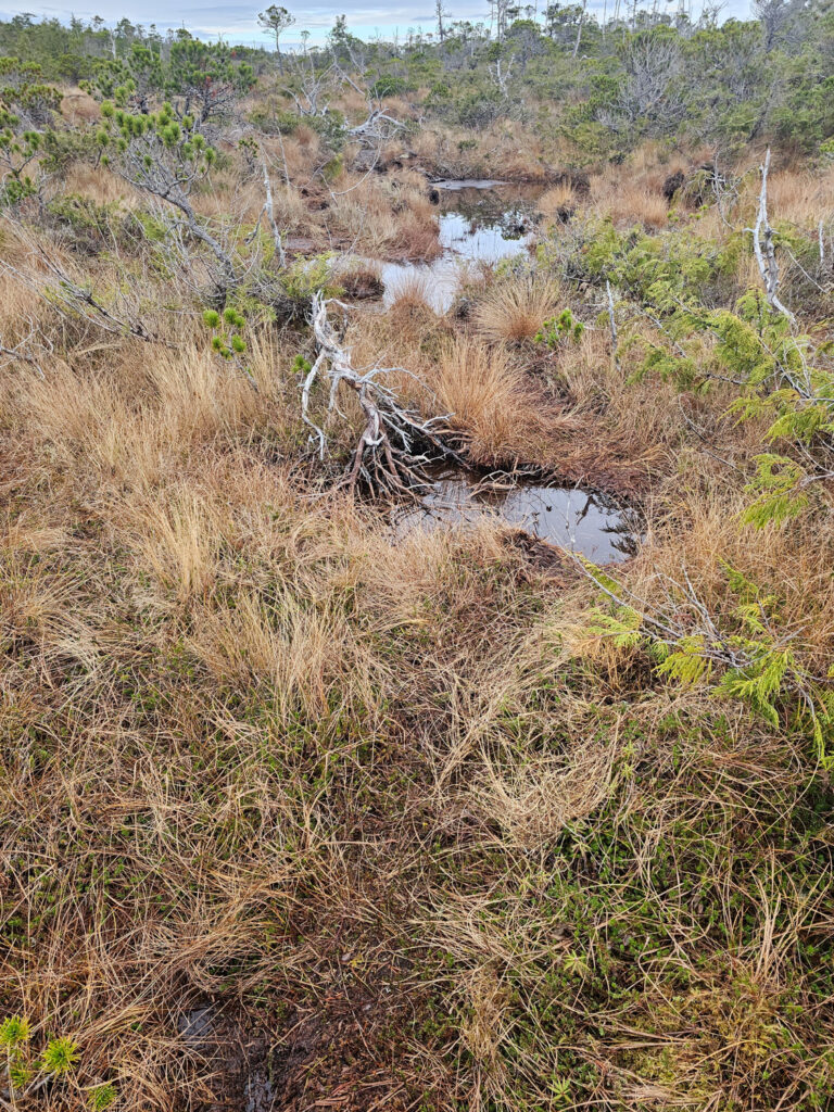 River Otter Trail through Bog