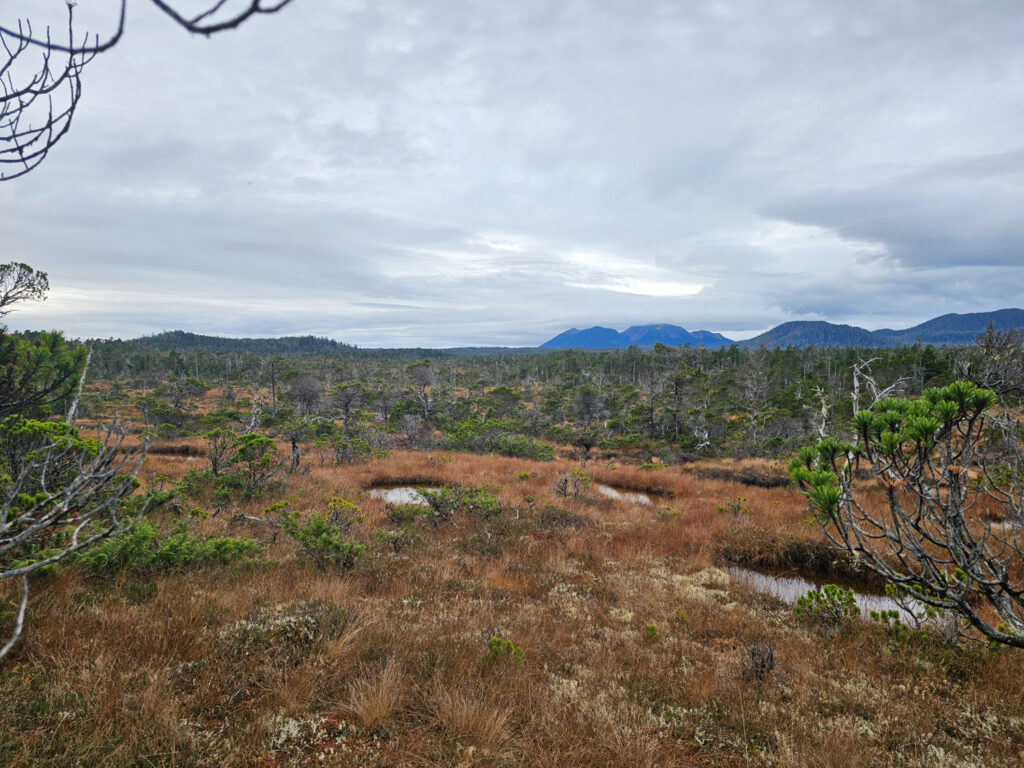 Kruzof Island Bog