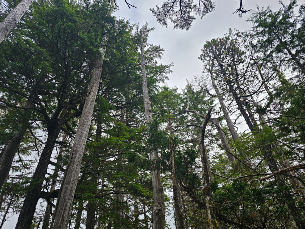 Cedar Decline