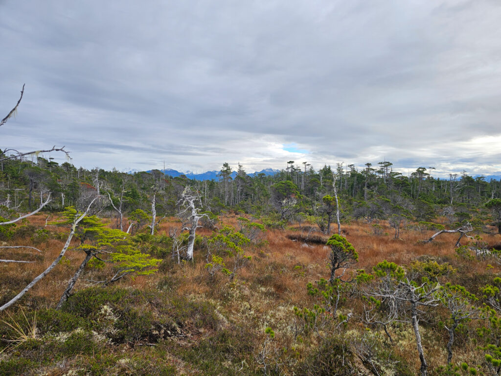 Kruzof Island Bog