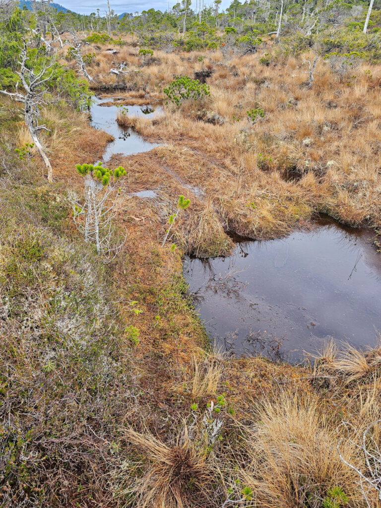 River Otter Trail through Bog