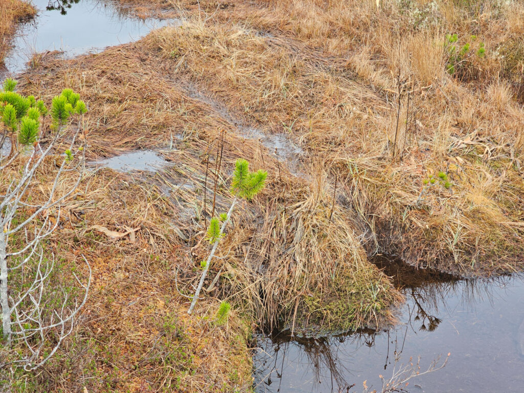 River Otter Trail through Bog