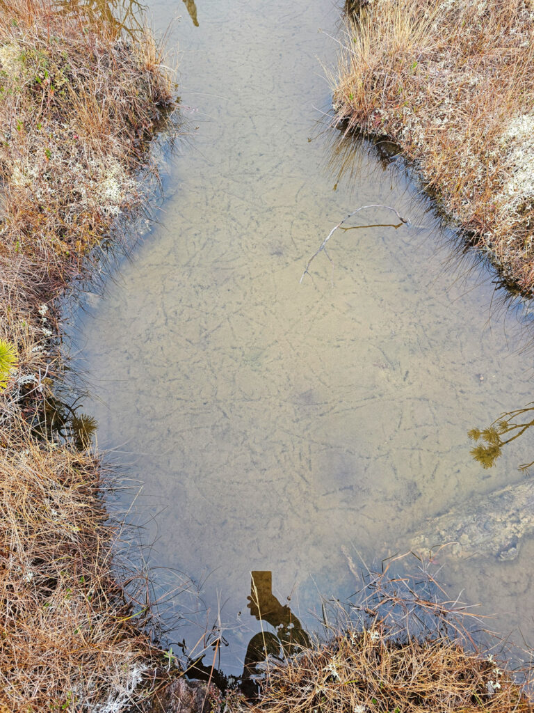 Invertebrate Tracks