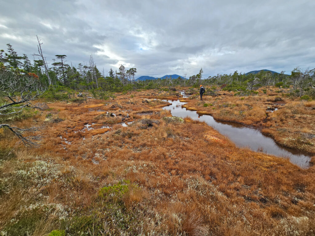 Kruzof Island Bog