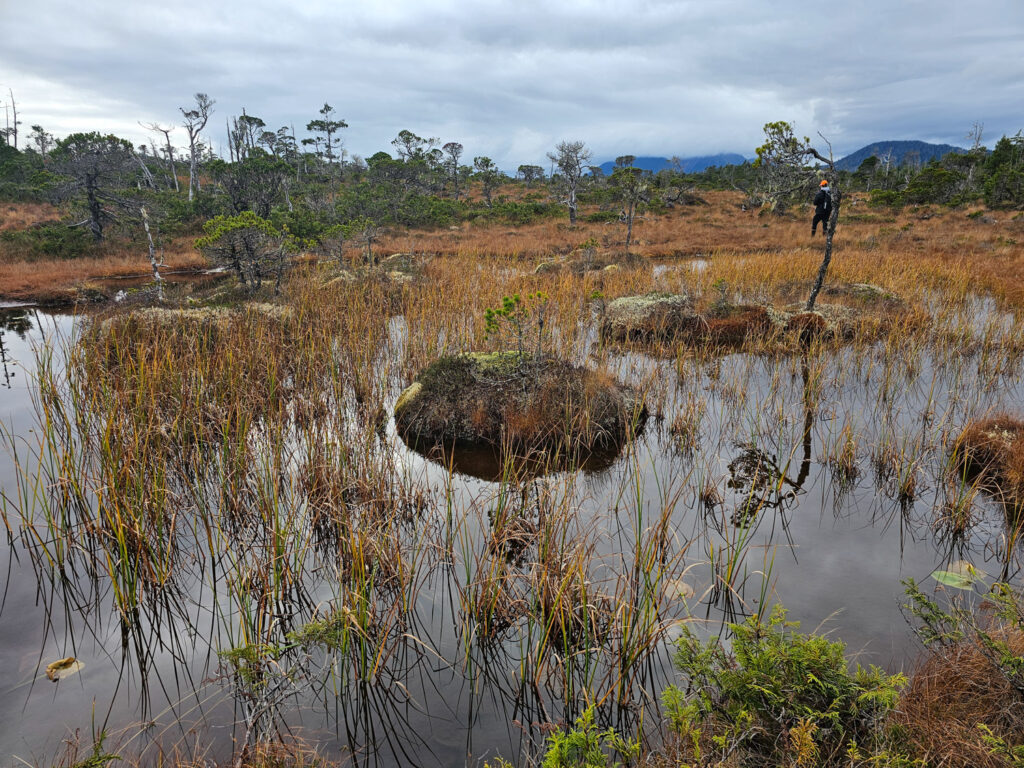 Kruzof Island Bog Pond