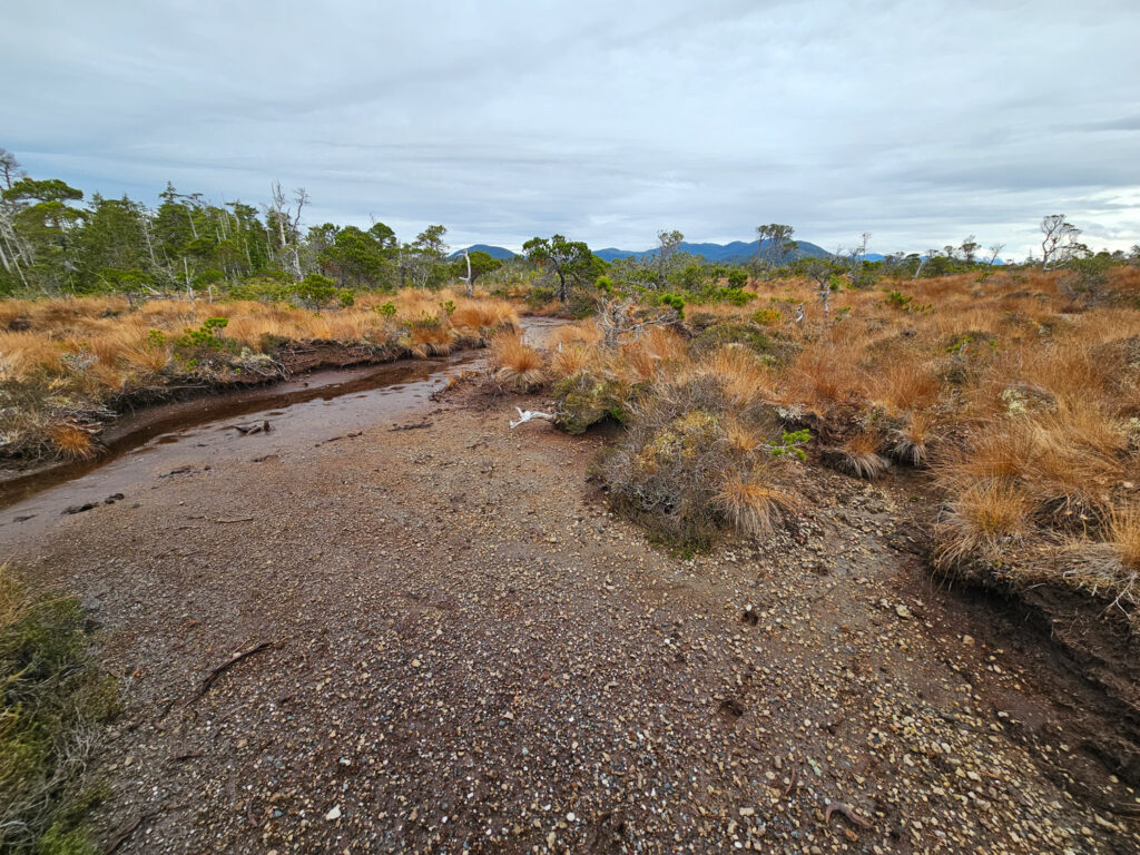 Shallow Peat