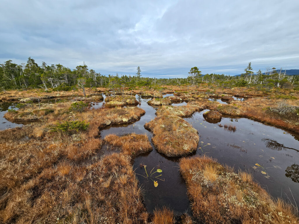 Bog Puddle Maze