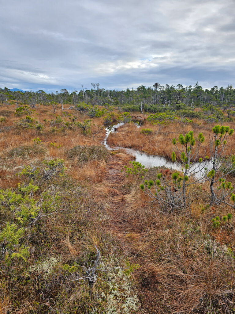 River Otter Trail through Bog