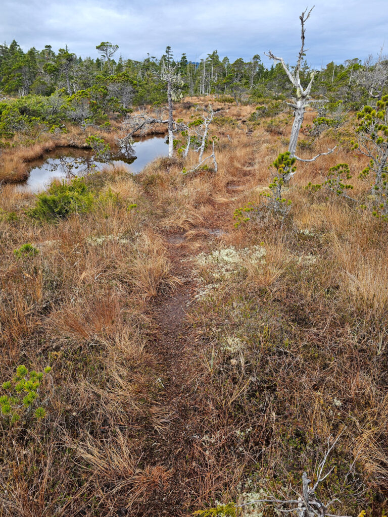 River Otter Trail through Bog