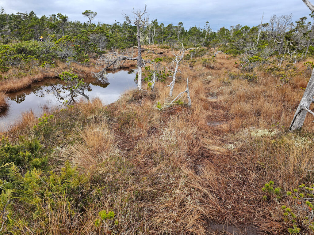 River Otter Trail through Bog