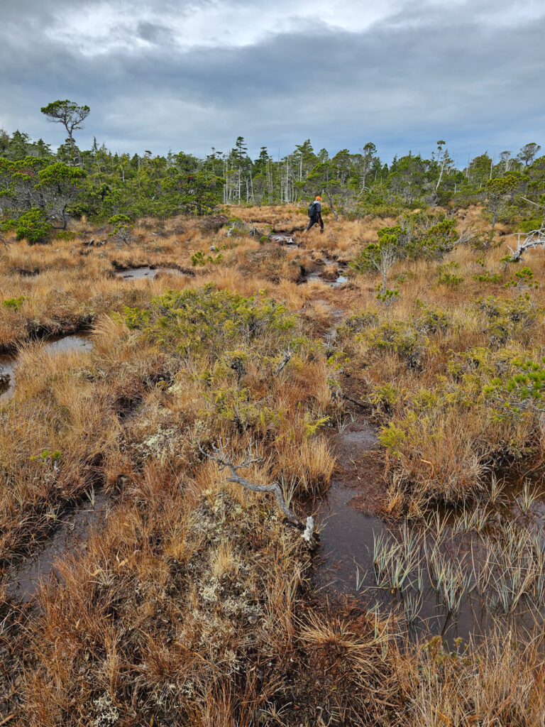 River Otter Trail through Bog