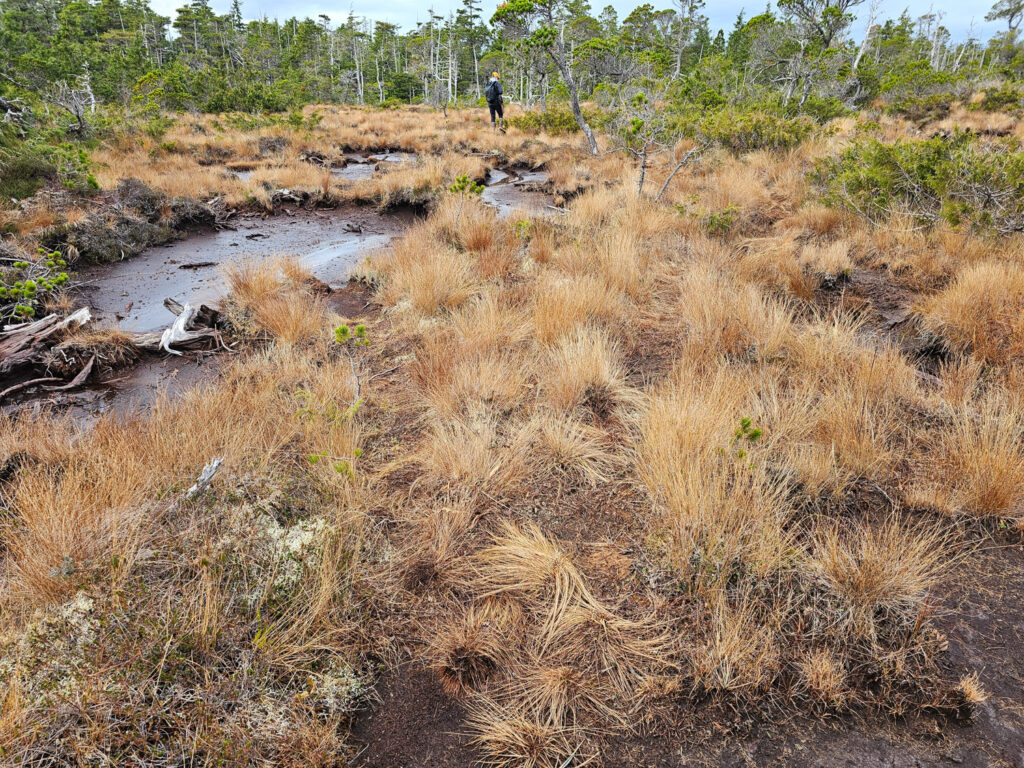 River Otter Trail through Bog