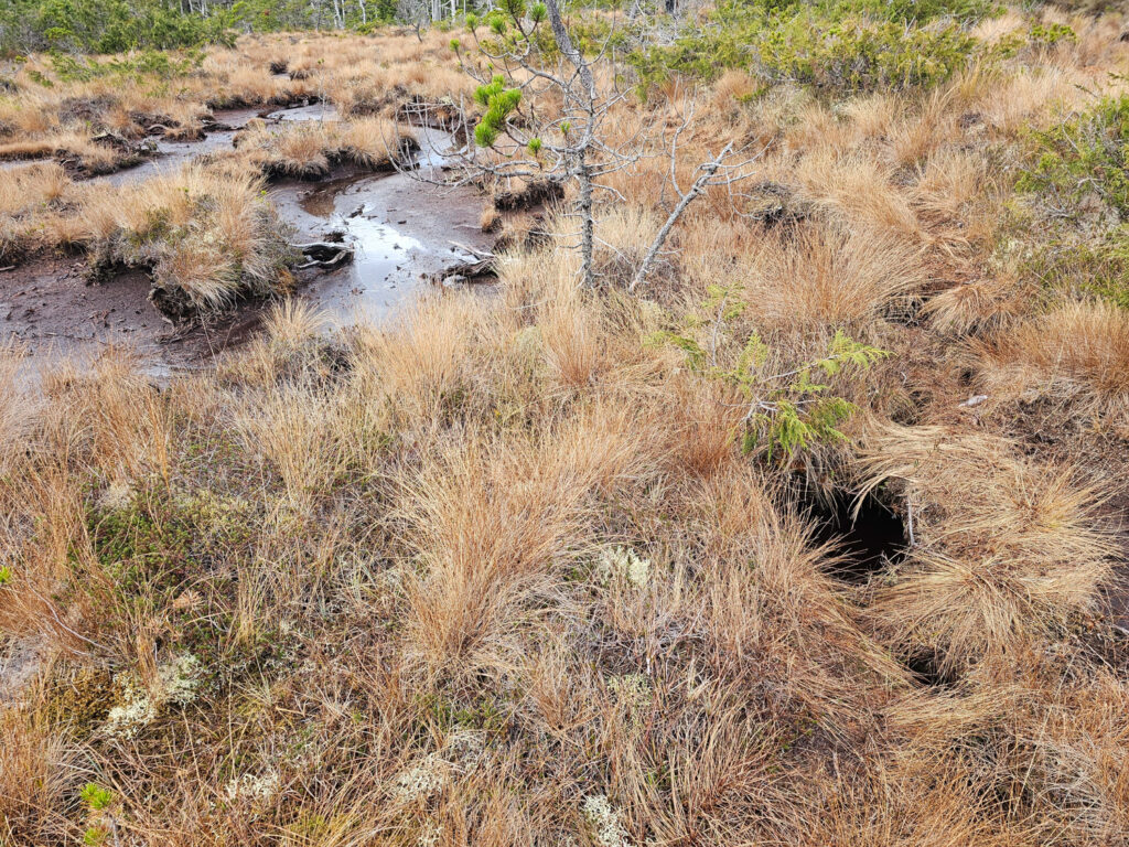 River Otter Trail through Bog