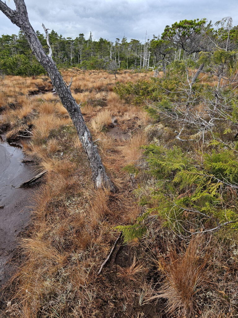 River Otter Trail through Bog