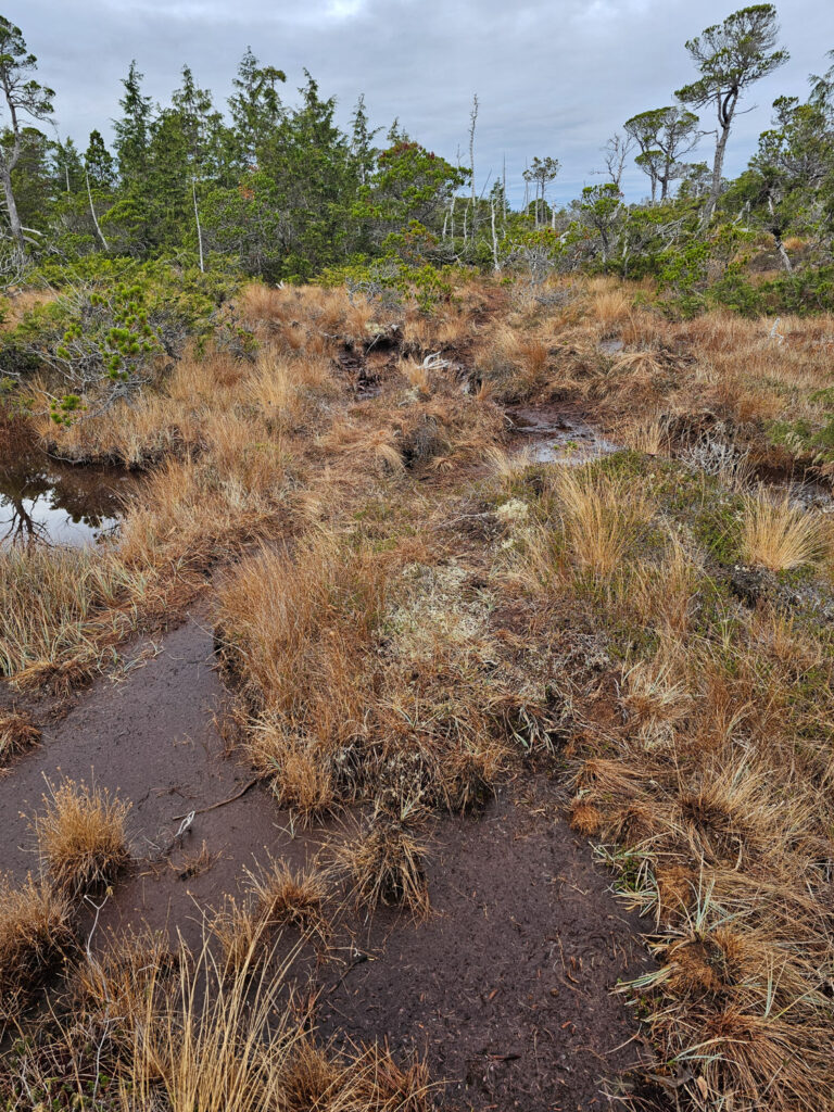 River Otter Trail through Bog