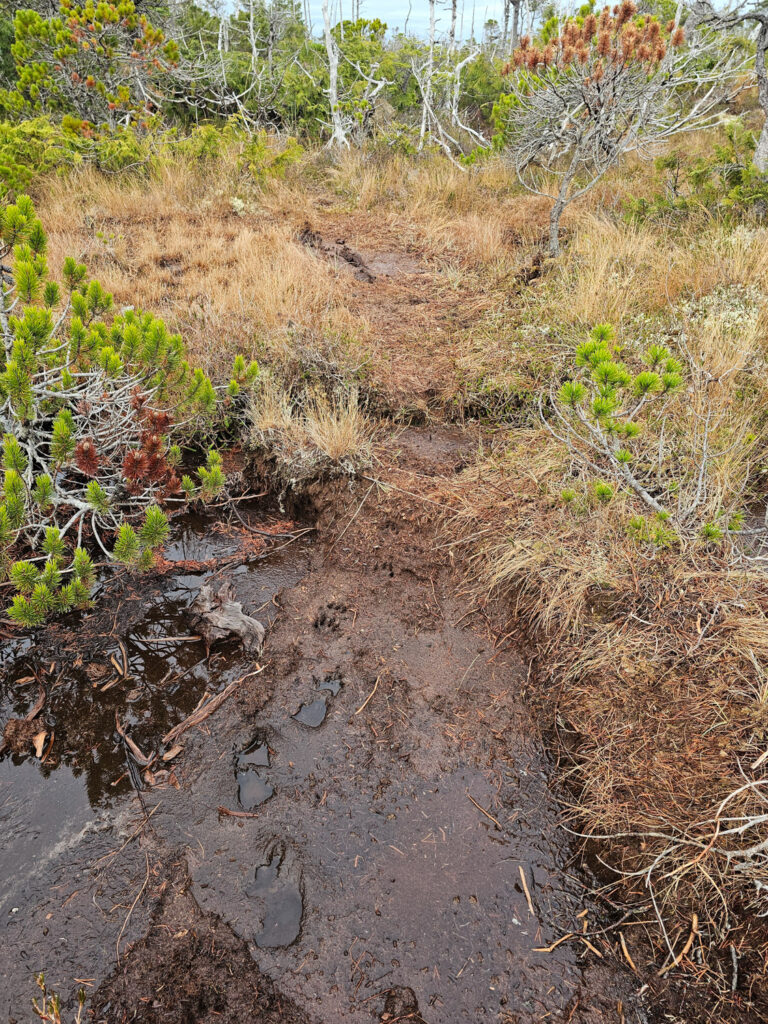 River Otter Trail through Bog