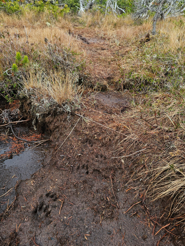 River Otter Tracks