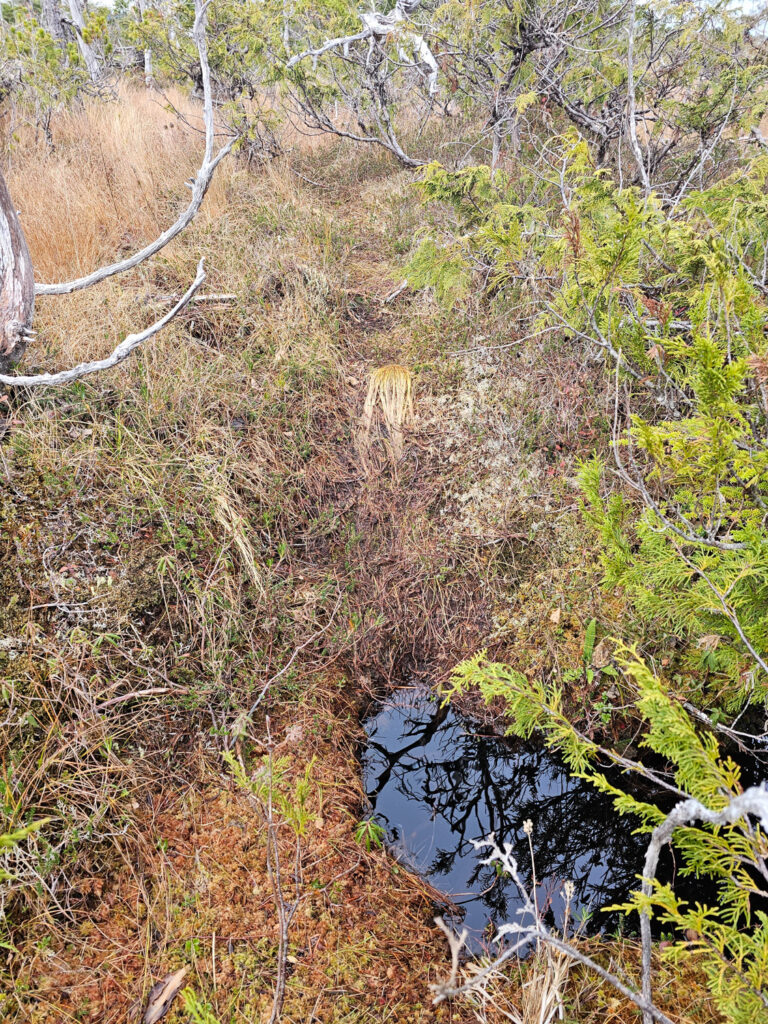 River Otter Trail through Bog