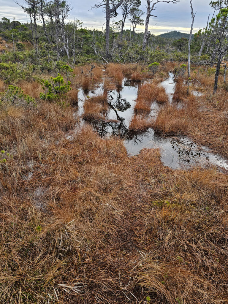 River Otter Trail through Bog