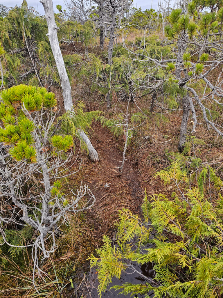 River Otter Trail through Bog