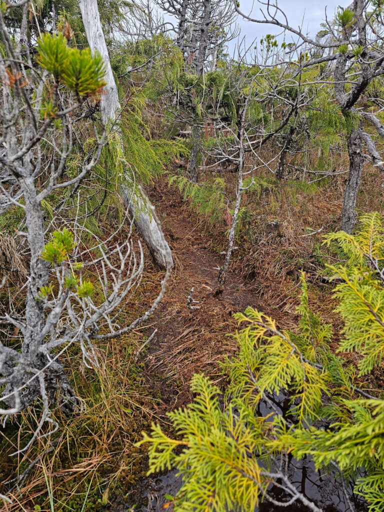 River Otter Trail through Bog