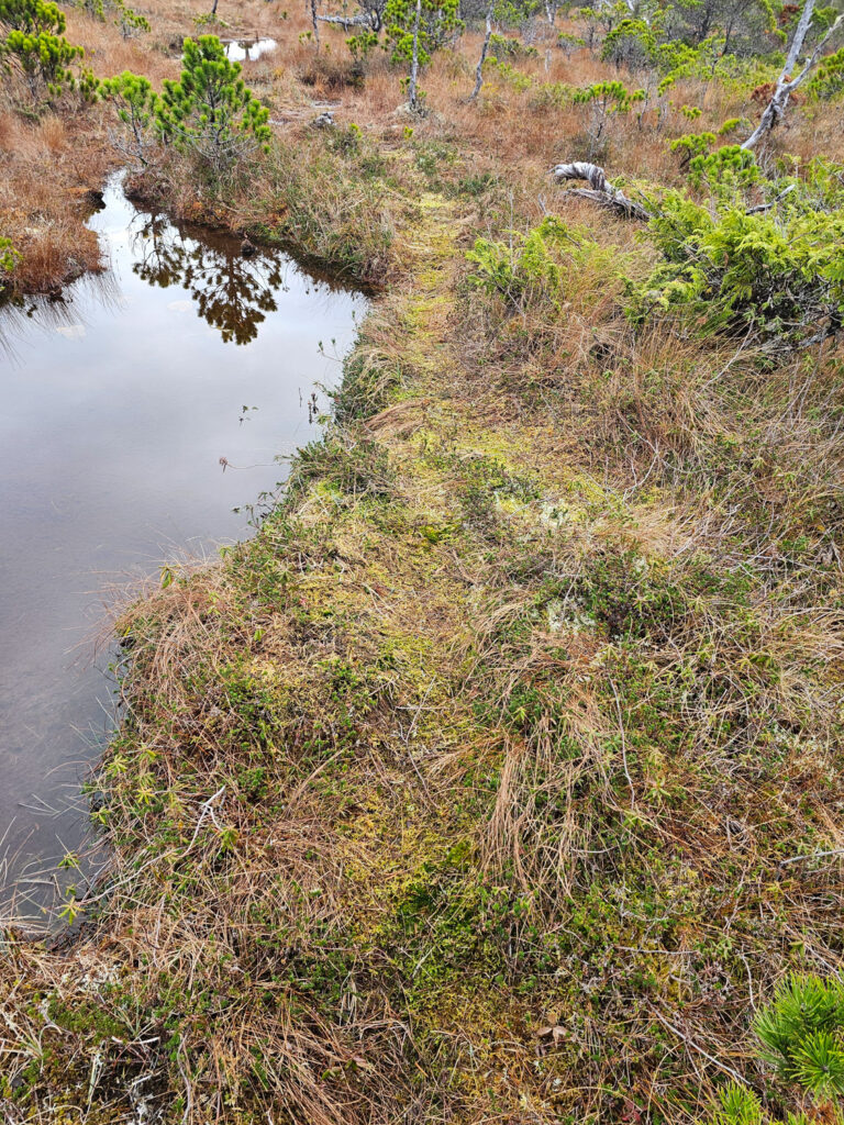 River Otter Trail through Bog