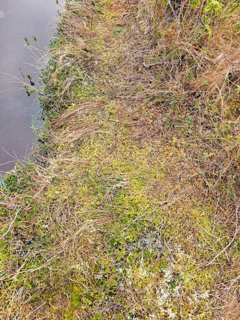 River Otter Trail through Bog