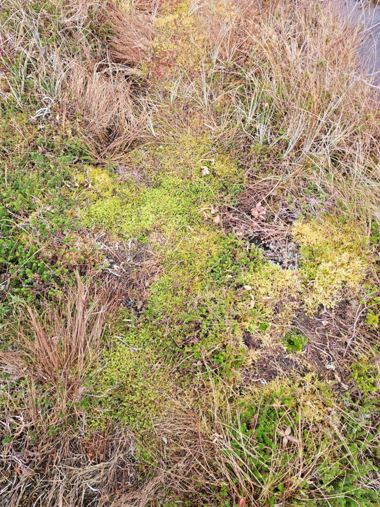 River Otter Trail through Bog