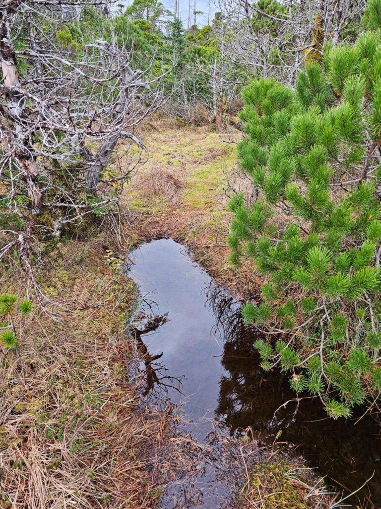 River Otter Trail Transition