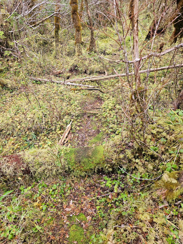 River Otter Trail through Forest