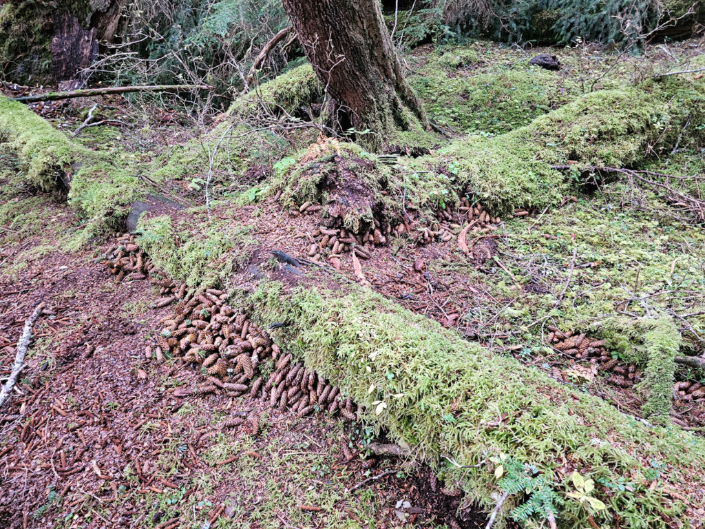 Red Squirrel Cache