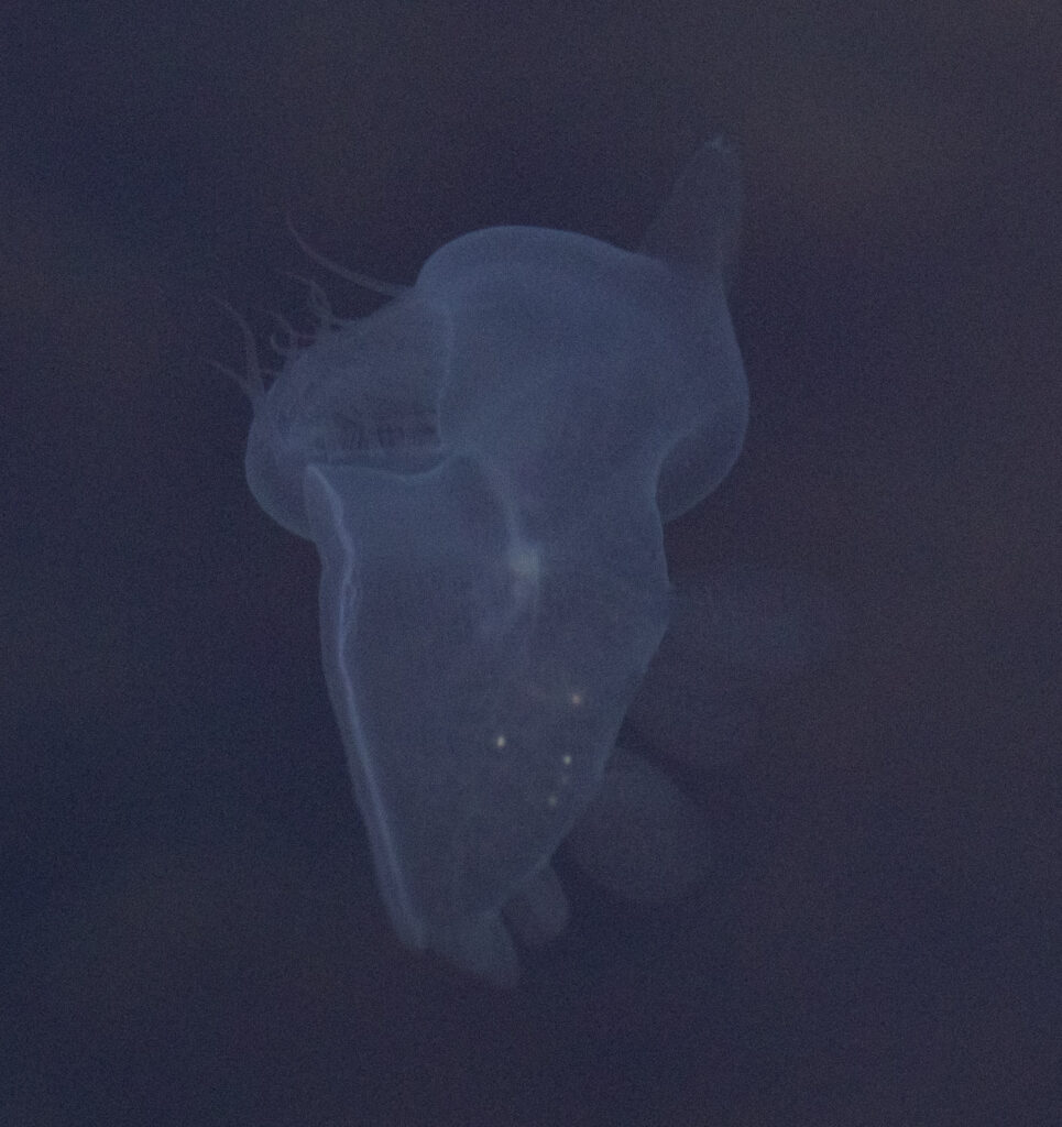 Hooded Nudibranch (<em>Melibe leonina</em>)