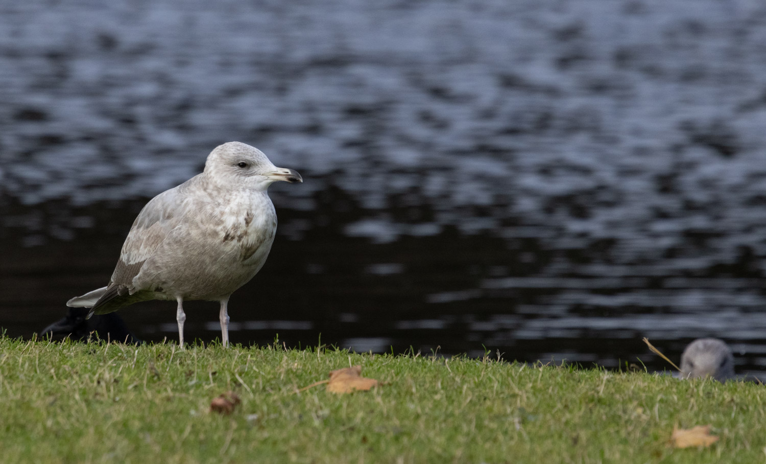 Thayer's Gull