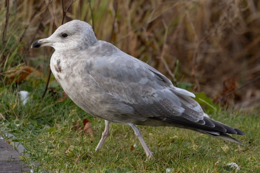 Thayer's Gull