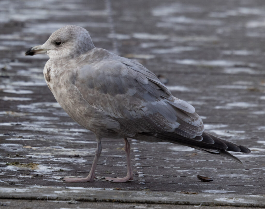 Thayer's Gull