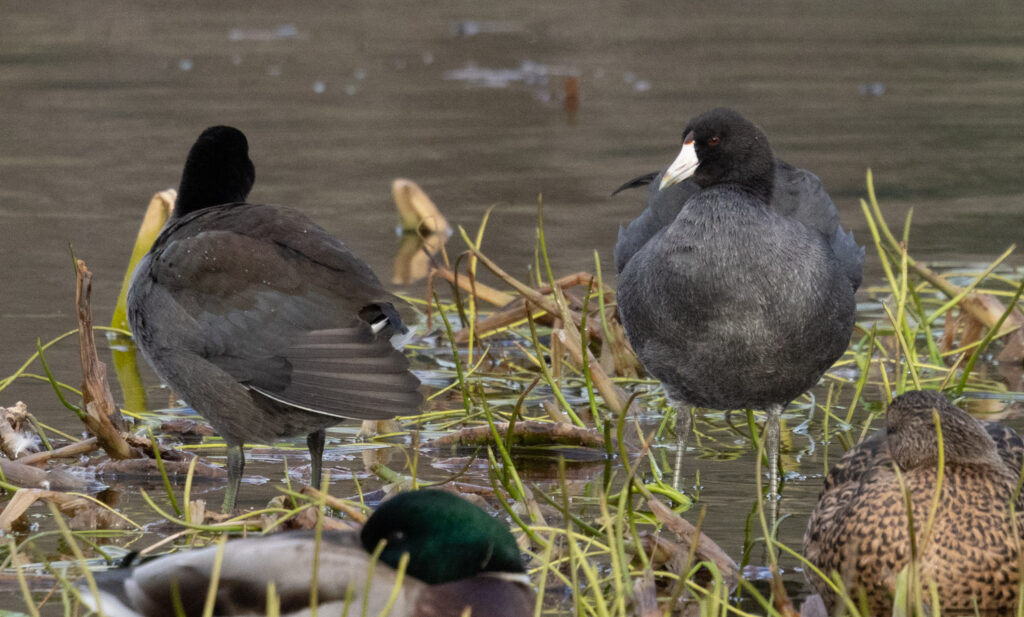 American Coots