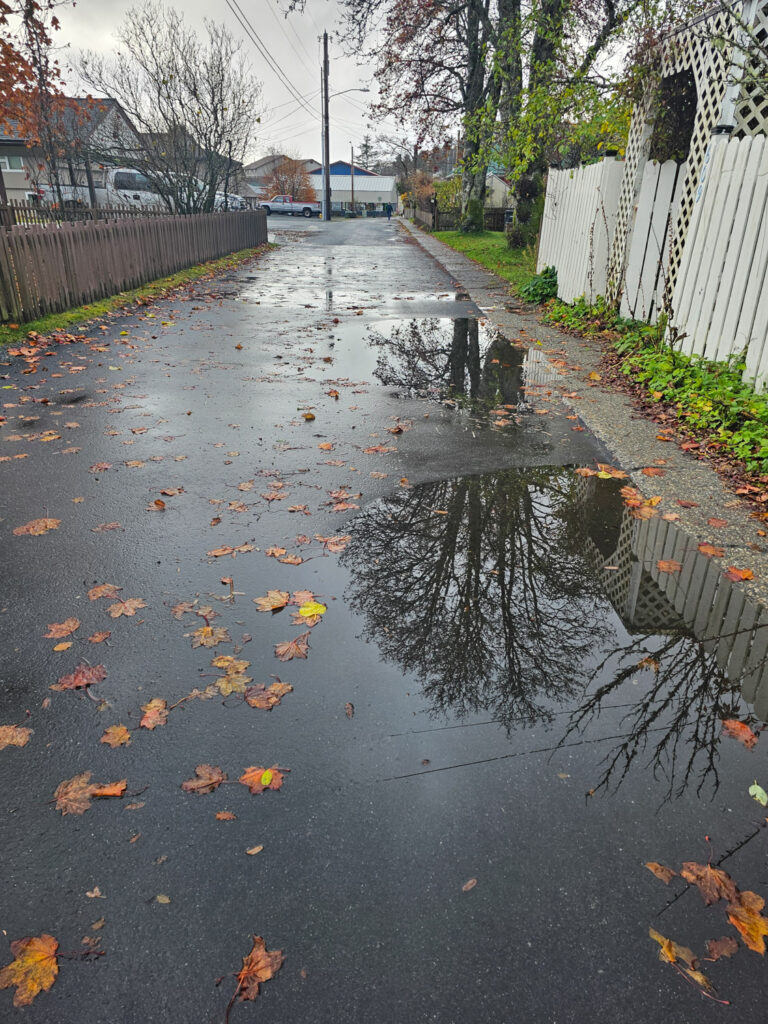 Fall Color and Puddle Reflection