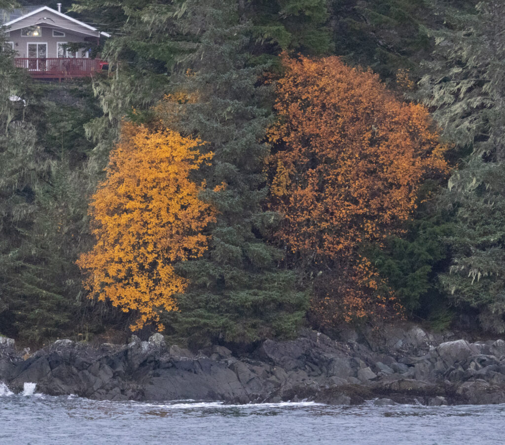 Fall Color on the Shoreline