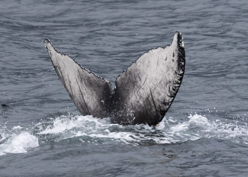 Diving Humpback Whale