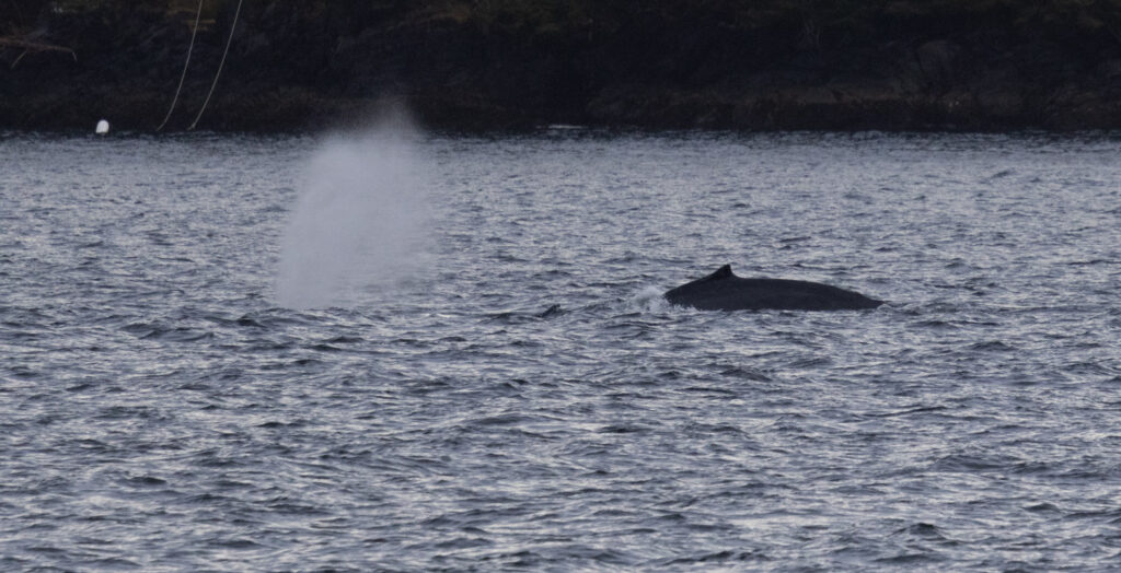 Humpback Whale