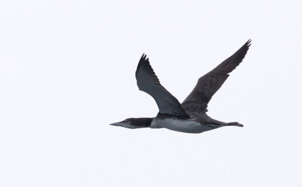 Common Loon in Flight