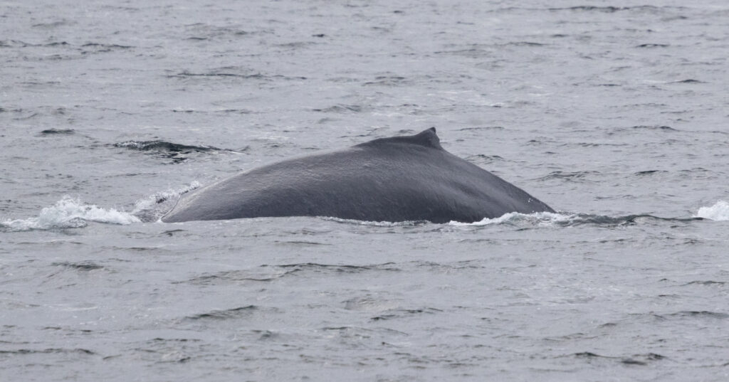 Humpback Whale