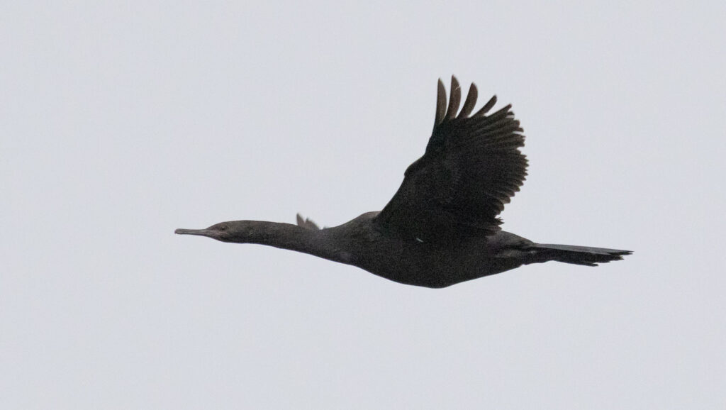 Pelagic Cormorant in Flight