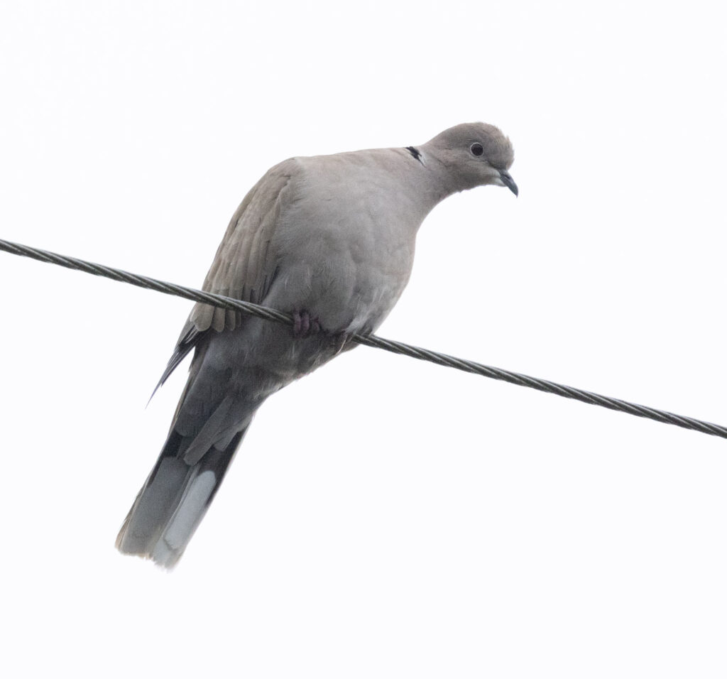 Eurasian Collared-Dove