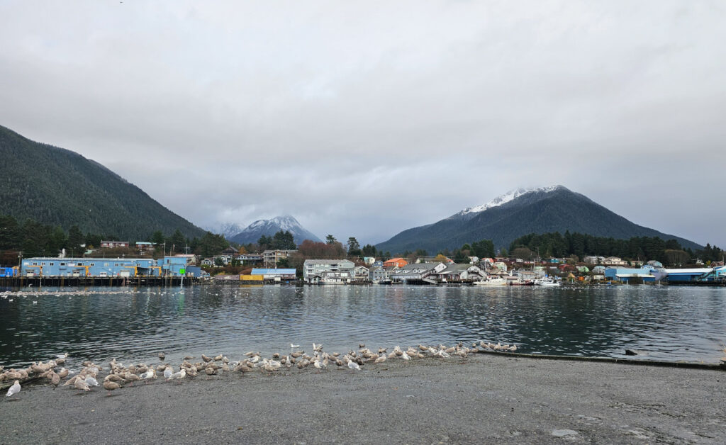 Gulls on the Ramp