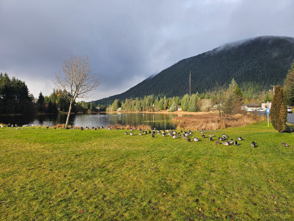 Sunny Break at Swan Lake