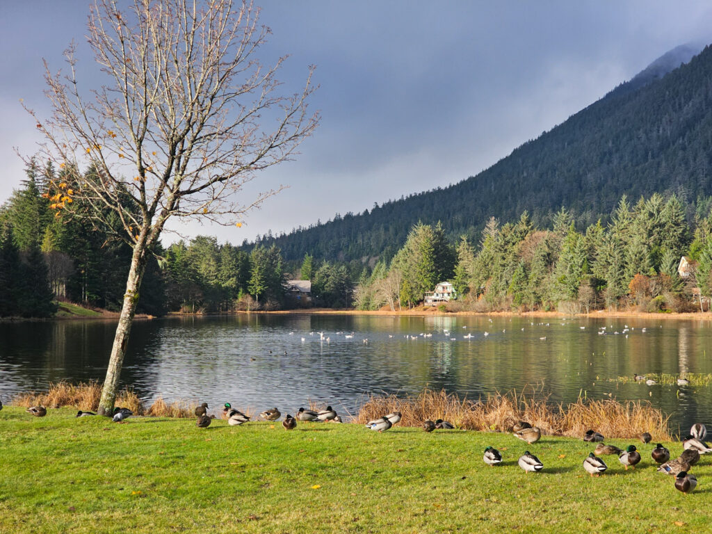 Sunny Break at Swan Lake