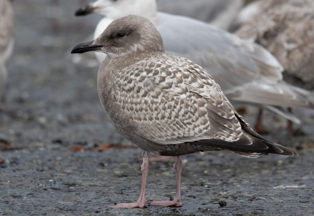 Immature Cook Inlet Gull